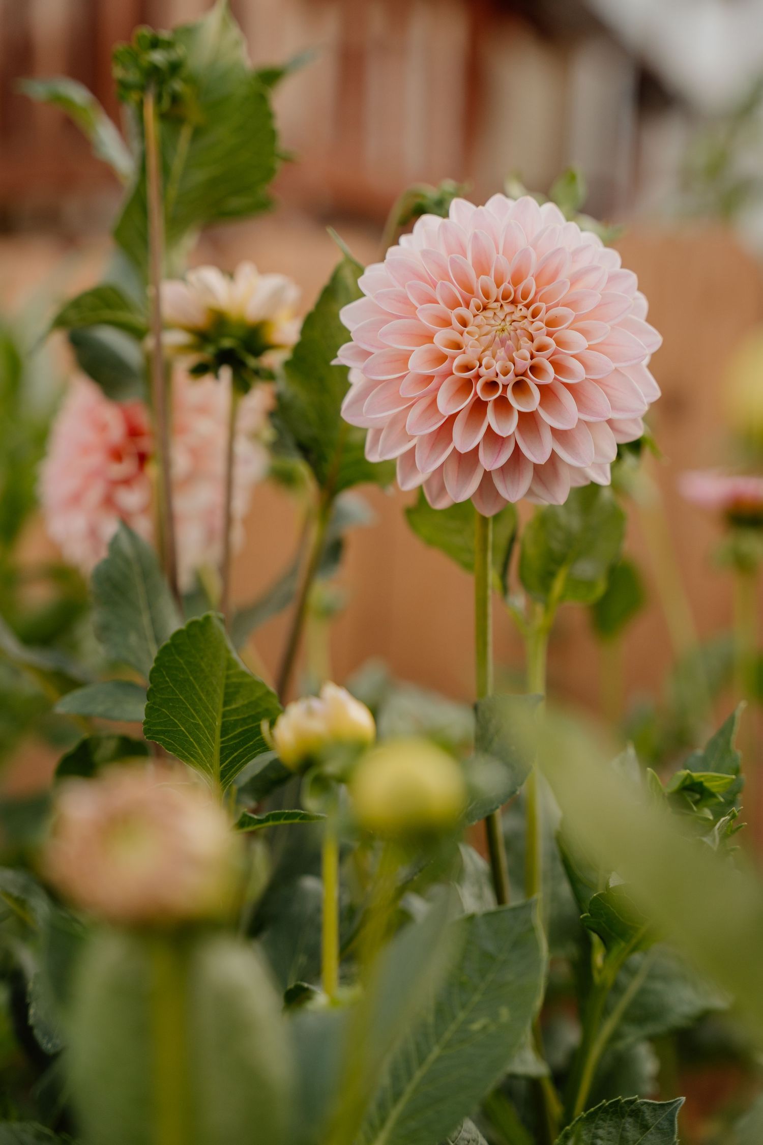 A series of delicate pink dahlia flowers with soft petals bloom against green foliage in a garden setting.