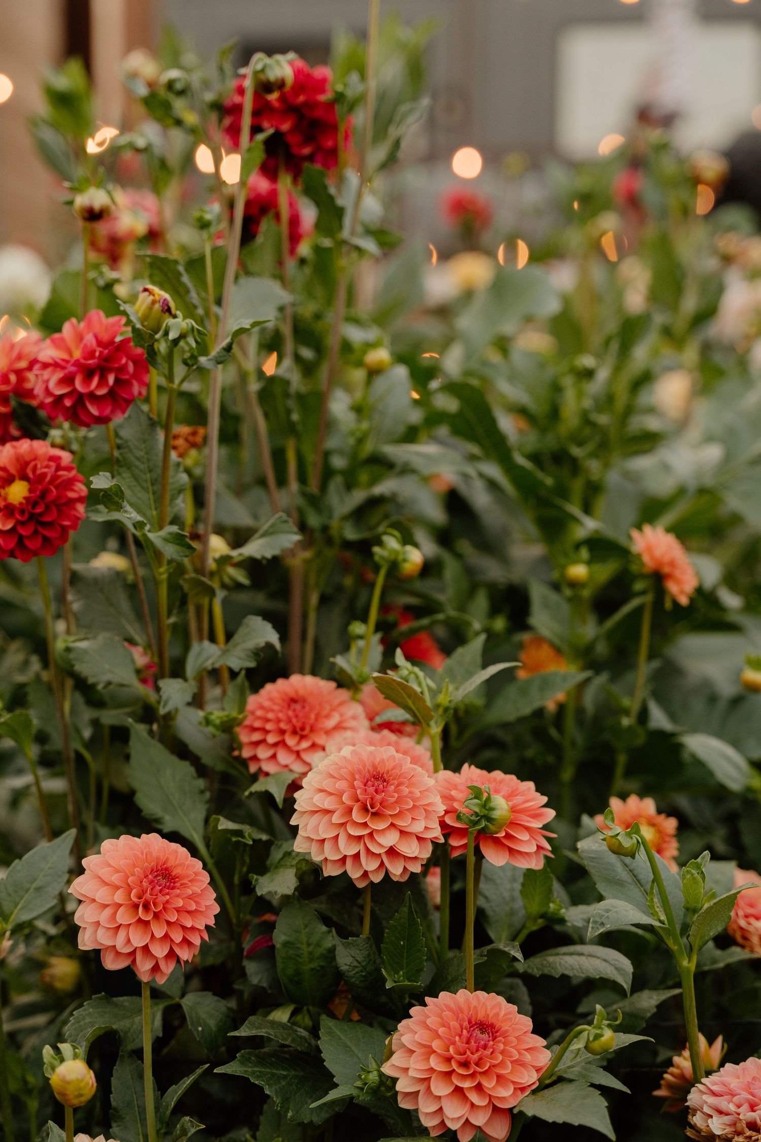 Beautiful dahlia flowers in coral pink and deep red colors bloom in a lush garden with bokeh lights in background.