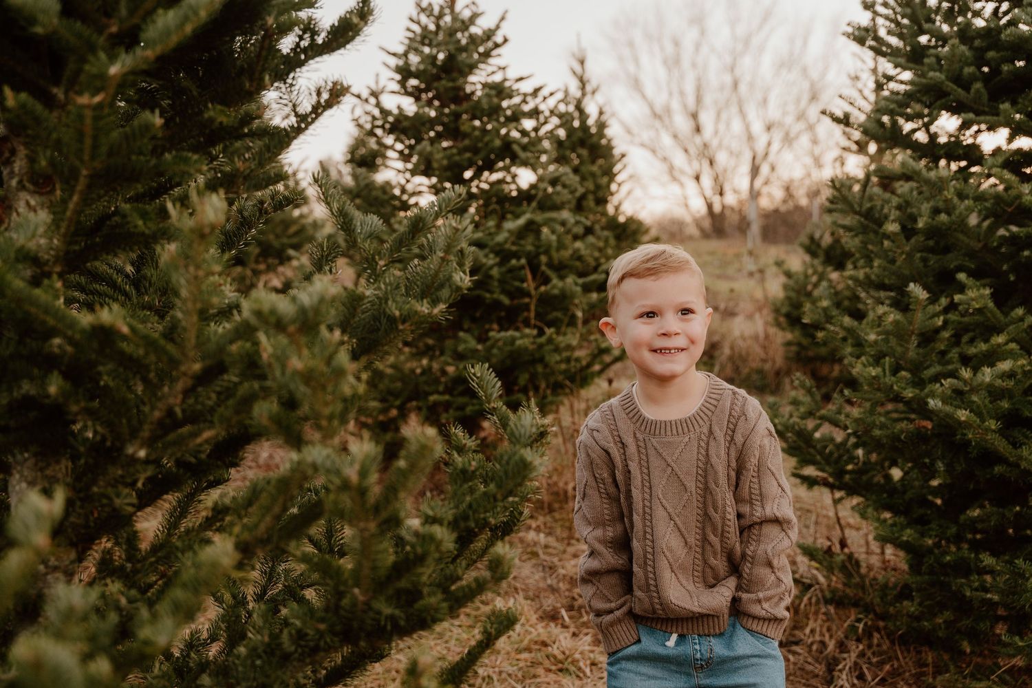 A row of evergreen trees stands against a misty winter sky during a Christmas tree farm photo session.