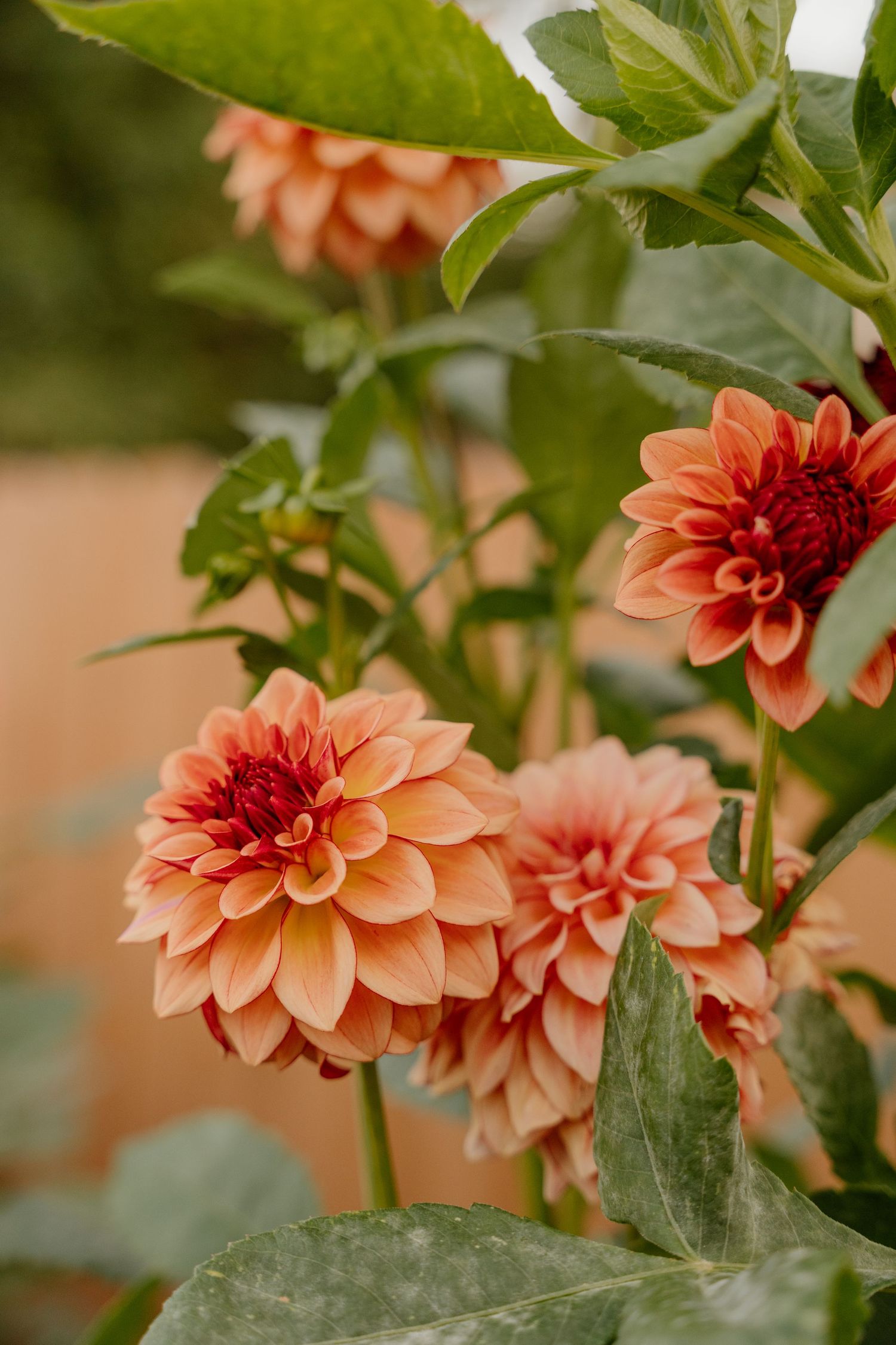 Vibrant orange and peach-colored dahlia flowers bloom against lush green foliage in a garden setting.