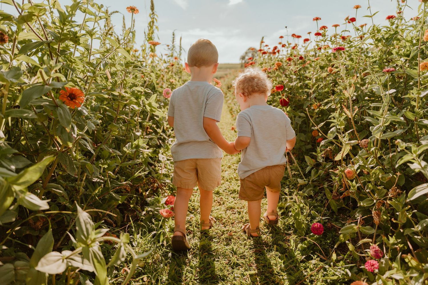 Two young boys holding hands while walking through a vibrant flower garden on a sunny day.