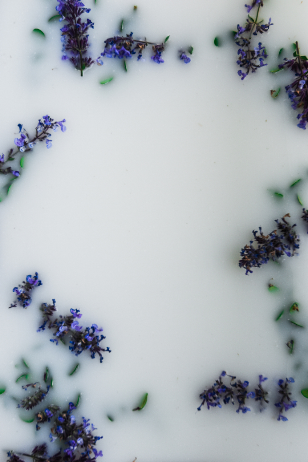 Purple lavender sprigs arranged in a border pattern on white background.