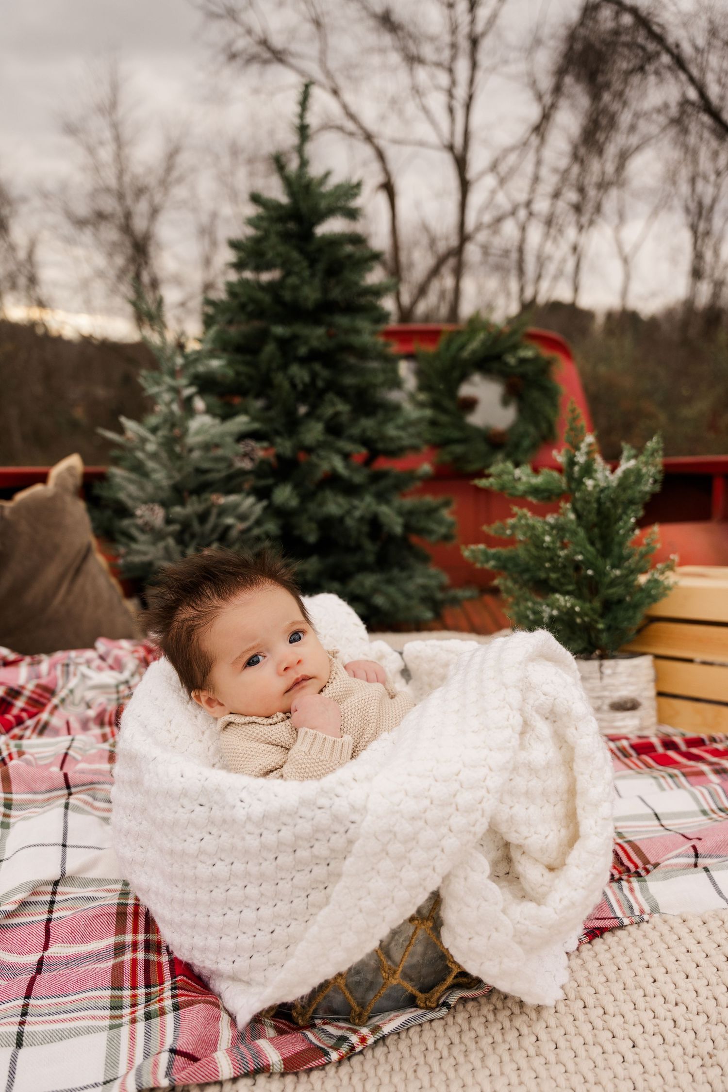 Baby wrapped in white blanket during outdoor Christmas photoshoot with evergreen trees.