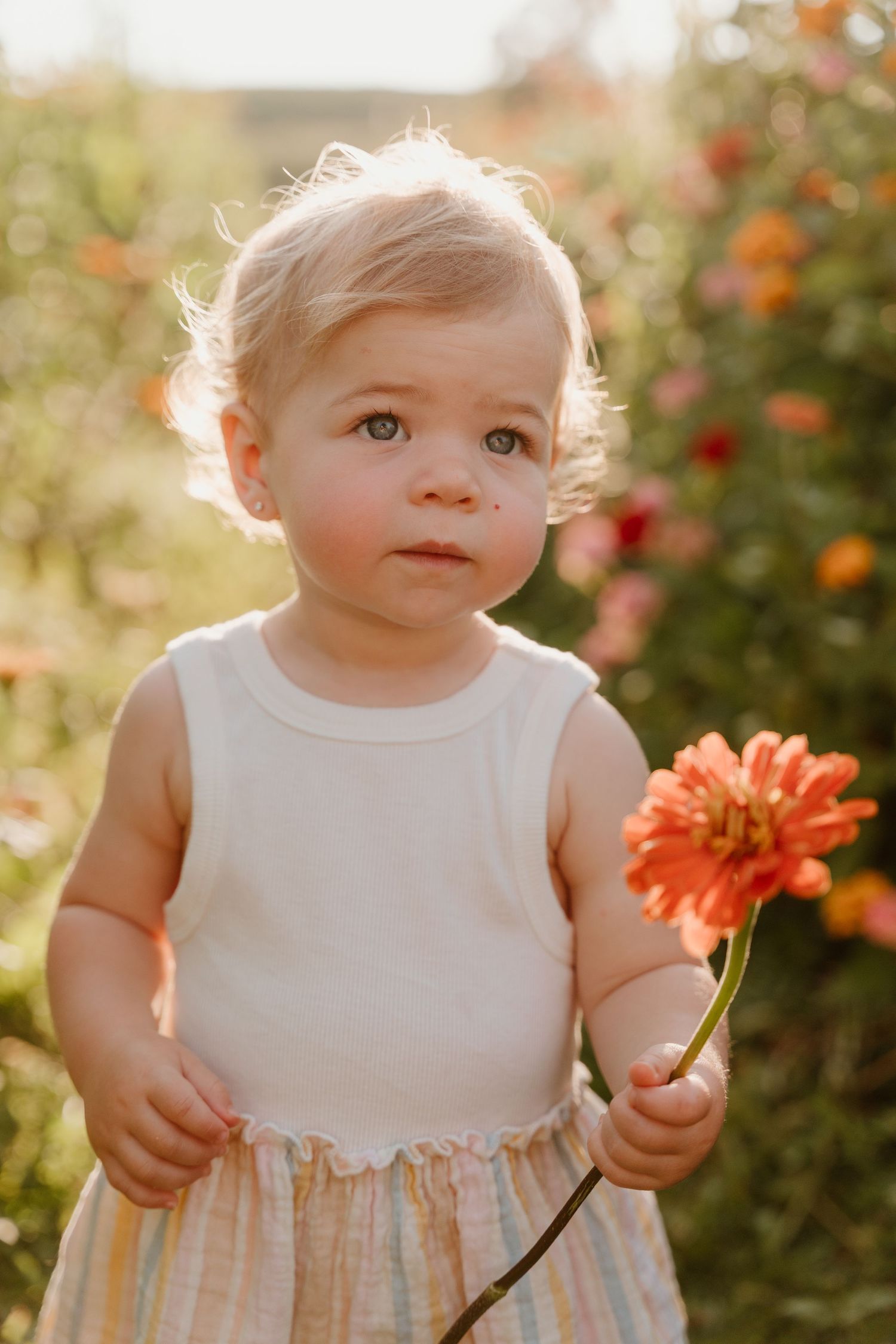 Toddler girl in a white dress holding an orange zinnia flower in a sunny garden with colorful blooms.
