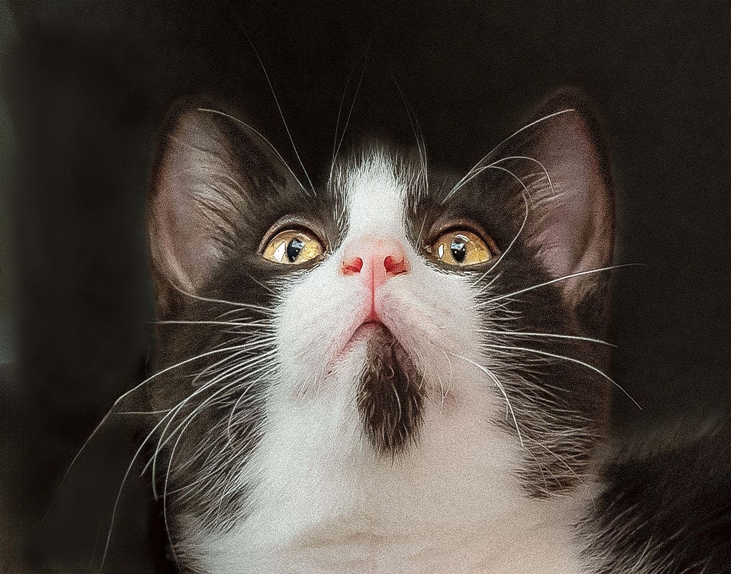 Close-up studio portrait of a black and white tuxedo kitten looking up with amber eyes and a unique black chin spot.
