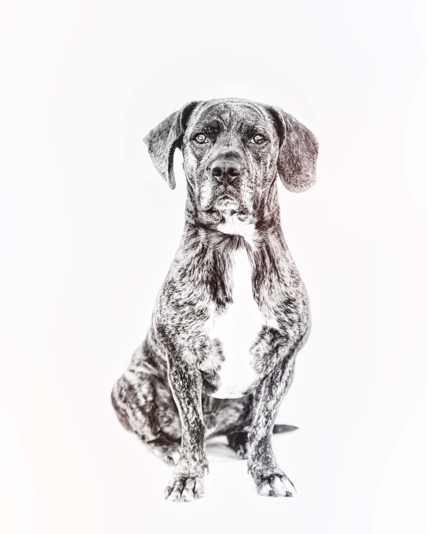 Black and white studio portrait of a brindle dog with a white chest patch sitting forward on a white background.By OC photographer Anu Kalle