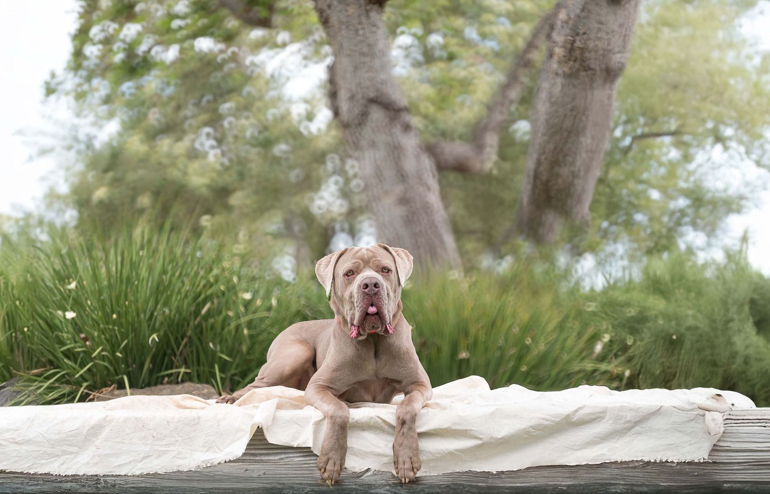 Large tan Mastiff mix dog lying down comfortably during an outdoor pet photoshoot in park wooded setting.