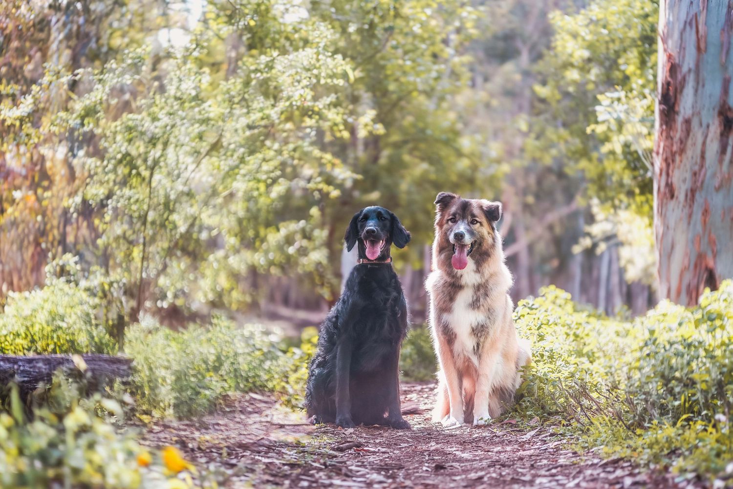 Outdoor lifestyle photography of two dogs, one black and one brown German Sheppard mixed, sitting 
together in a sunlit forest.