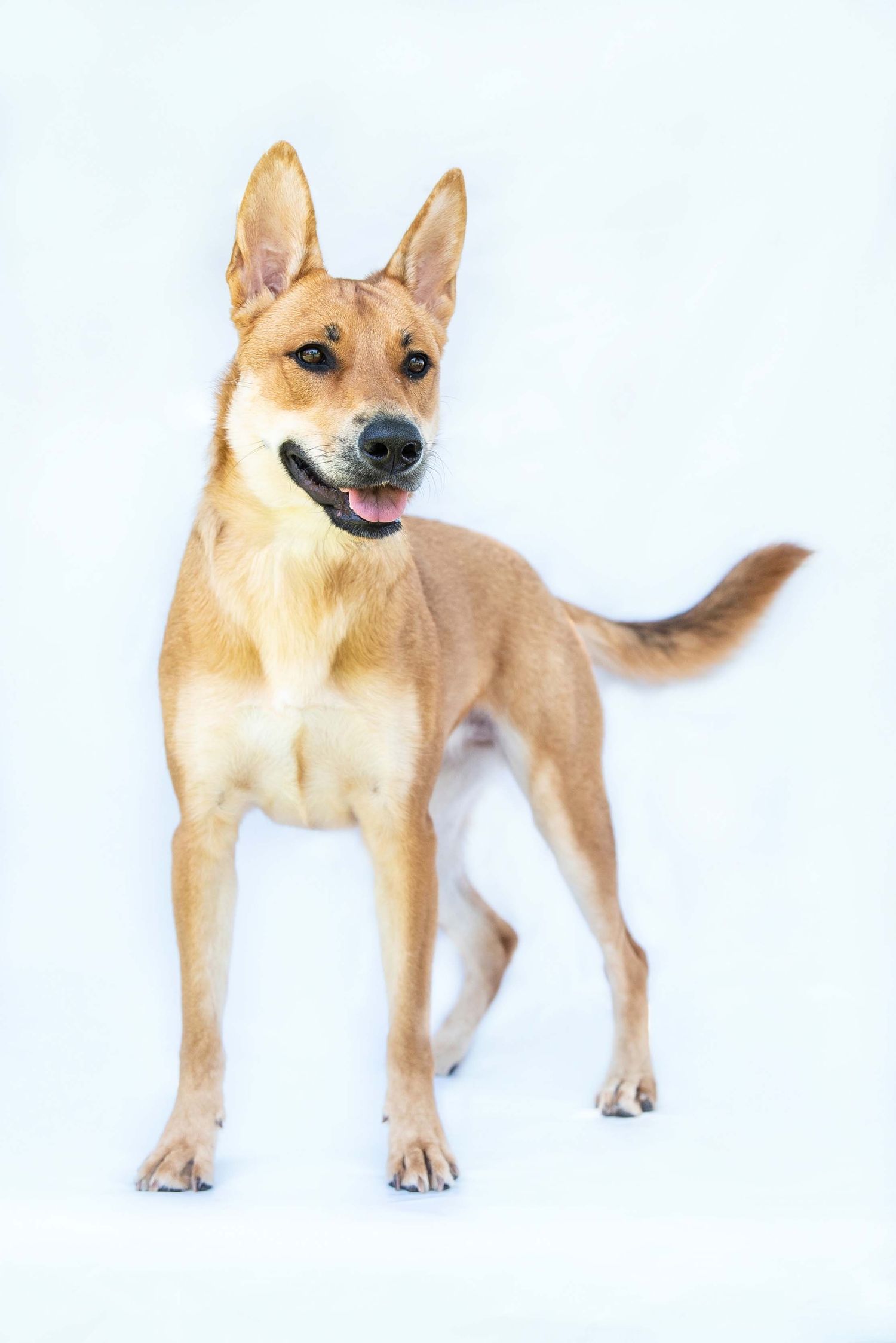 Full-body studio photograph of a tan German Shepherd mix dog standing on a white backdrop.