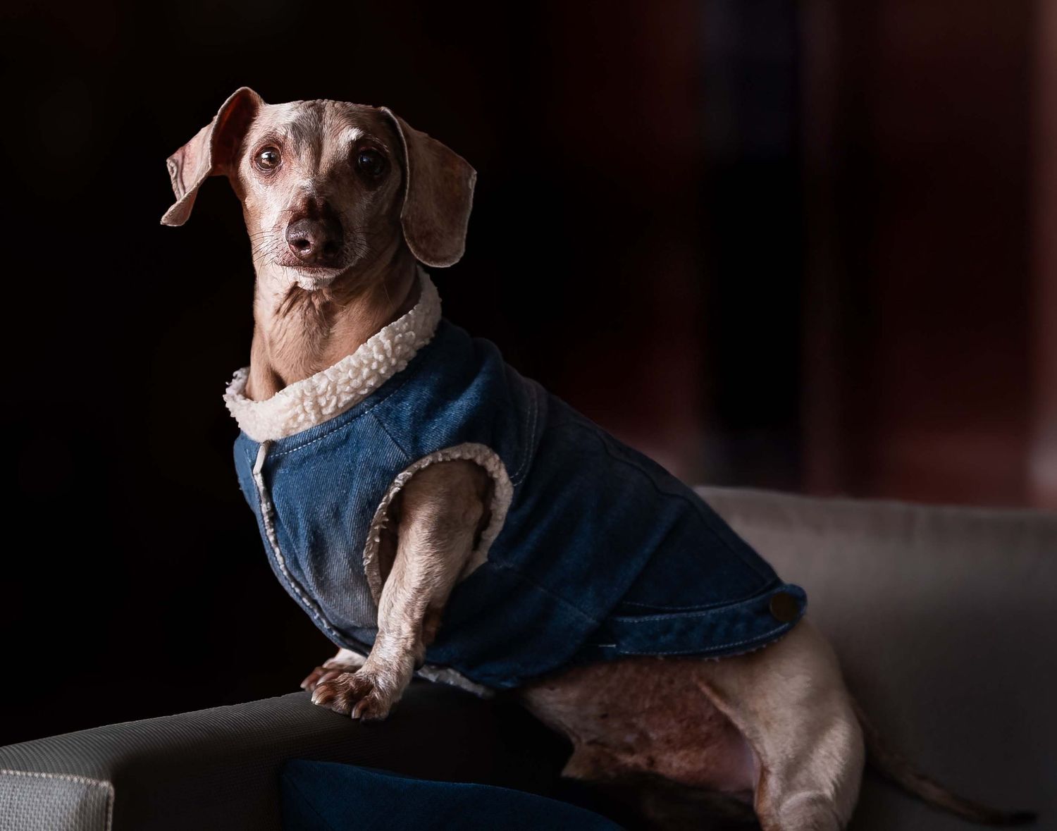 Miniature Dachshund wearing a denim fleece-lined jacket sitting on a sofa, side profile dog portrait with dark background.