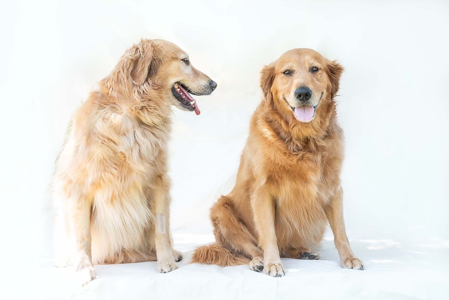 Studio pet portrait of two golden retrievers sitting side by side on a white background, by OC based fine art pet photographer Anu Kalle.