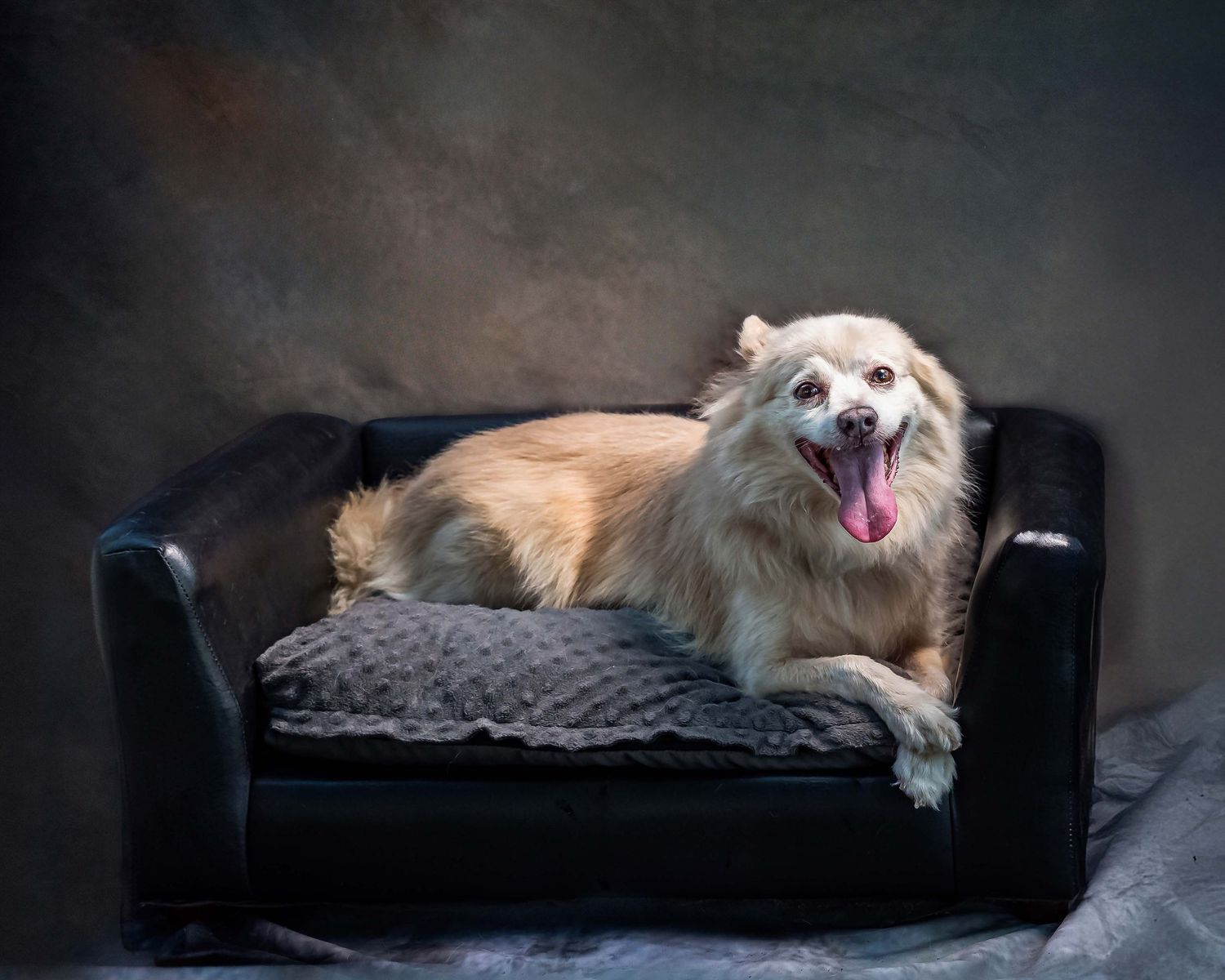 Happy long-haired blonde dog sitting comfortably on black leather pet sofa, panting with tongue out in a studio setting with moody lighting.