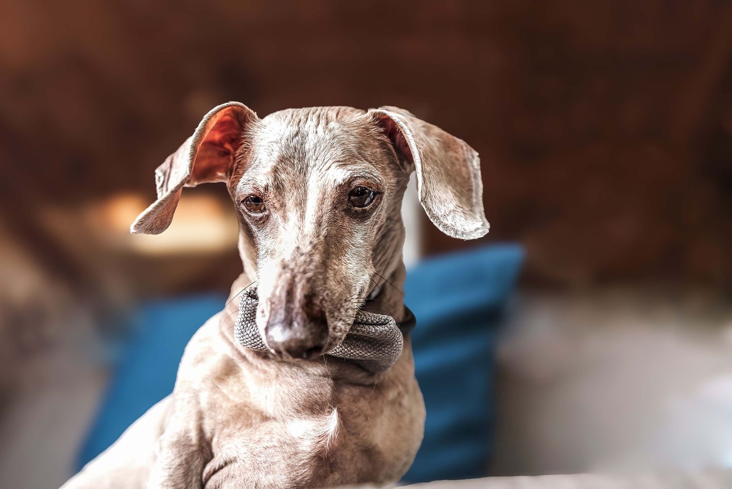 Miniature Dachshund wearing a bow sitting on a sofa, and glancing towards camera with dark natural background setting
