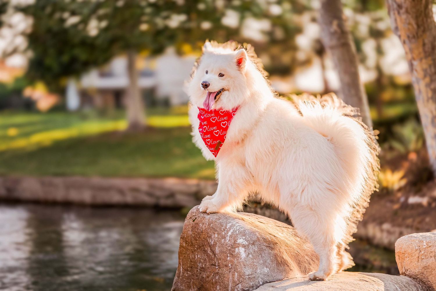 Profile view of a white Samoyed dog with a red bandana standing on a rock in a sunny park setting near water.