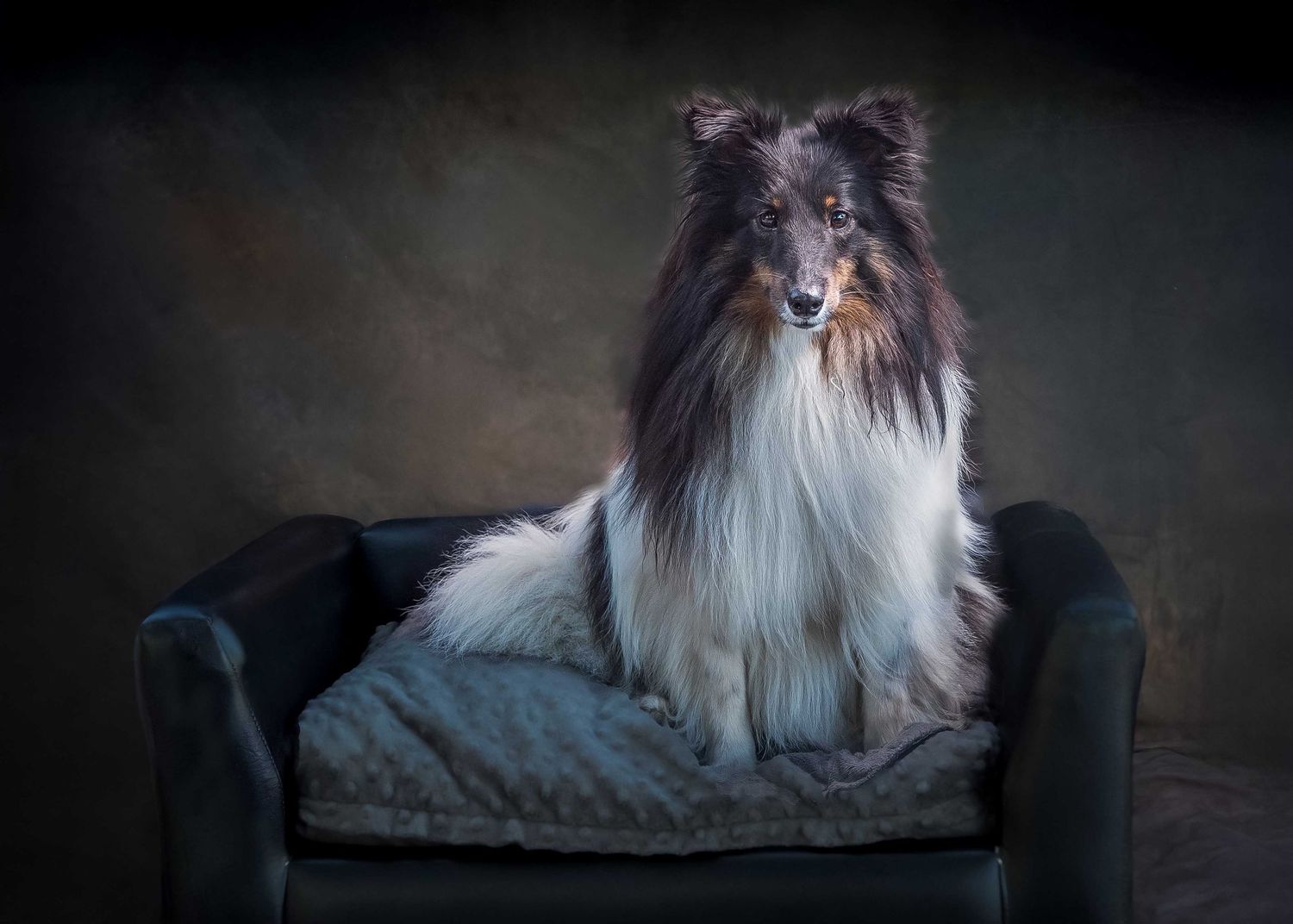 Long-haired Shetland Sheepdog (Sheltie) sitting in a black leather dog sofa, tri-color coat, moody studio lighting pet photography.