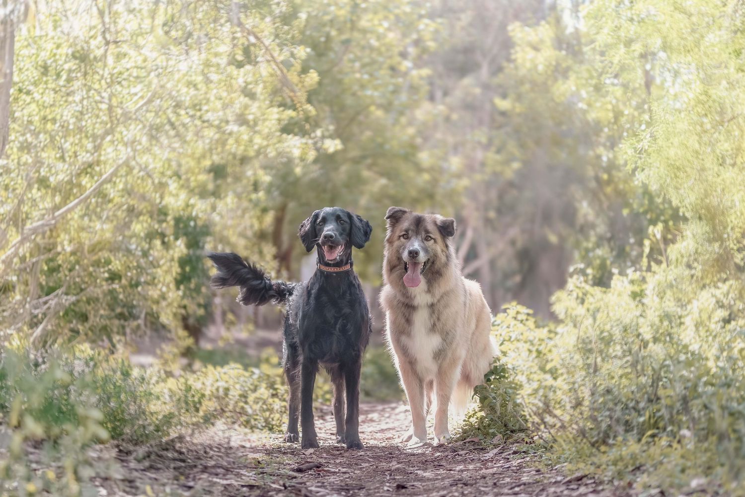 Outdoor lifestyle photography of two dogs, one black and one brown, standing together in a sunlit forest.