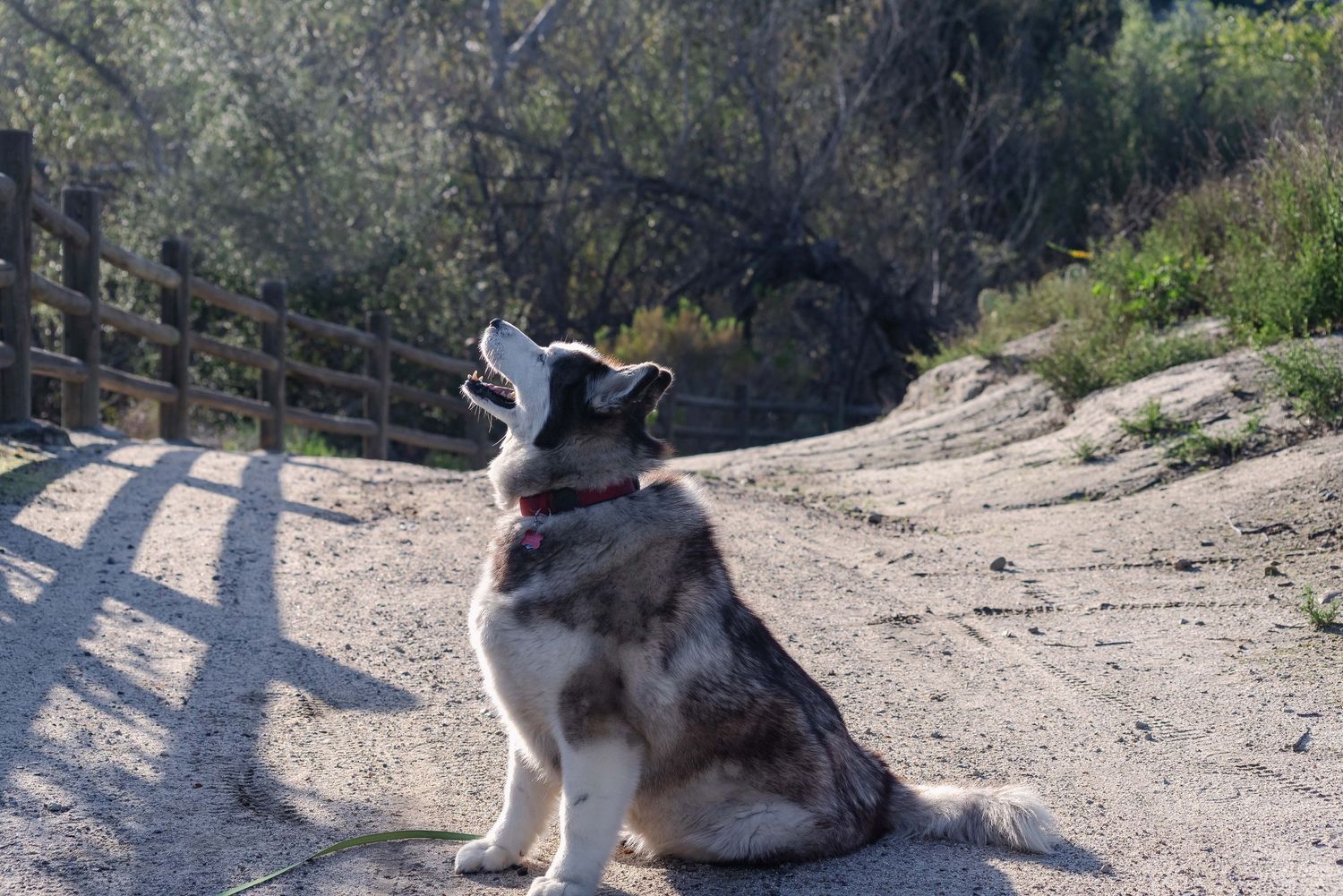 A white and grey Husky sitting on a wooded path in front of a wooden fence, theres a warm evening sunlight bouncing off his coat.