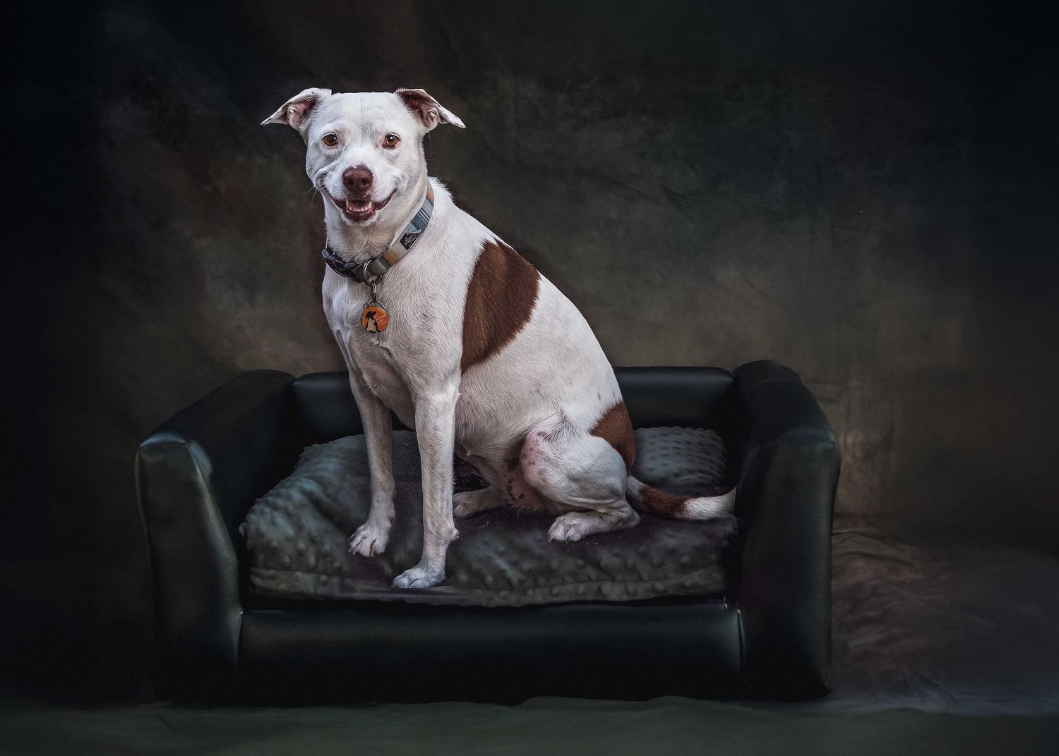 White and brown Pit Bull mix sitting alert in a leather dog bed, short-haired dog studio portrait with dark textured backdrop.