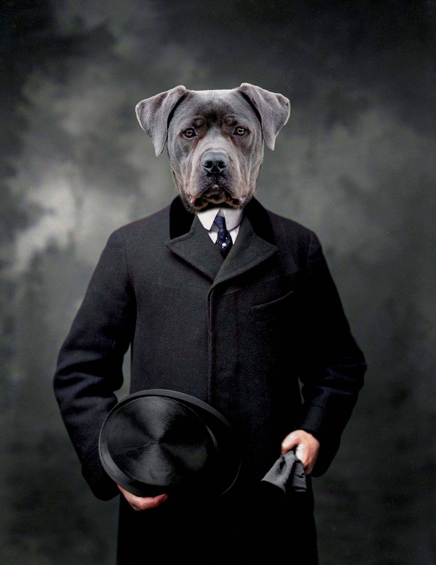 Moody vintage studio style portrait of grey Cane Corso dog wearing a formal black overcoat and top hat holding a glove, in a studio setting.