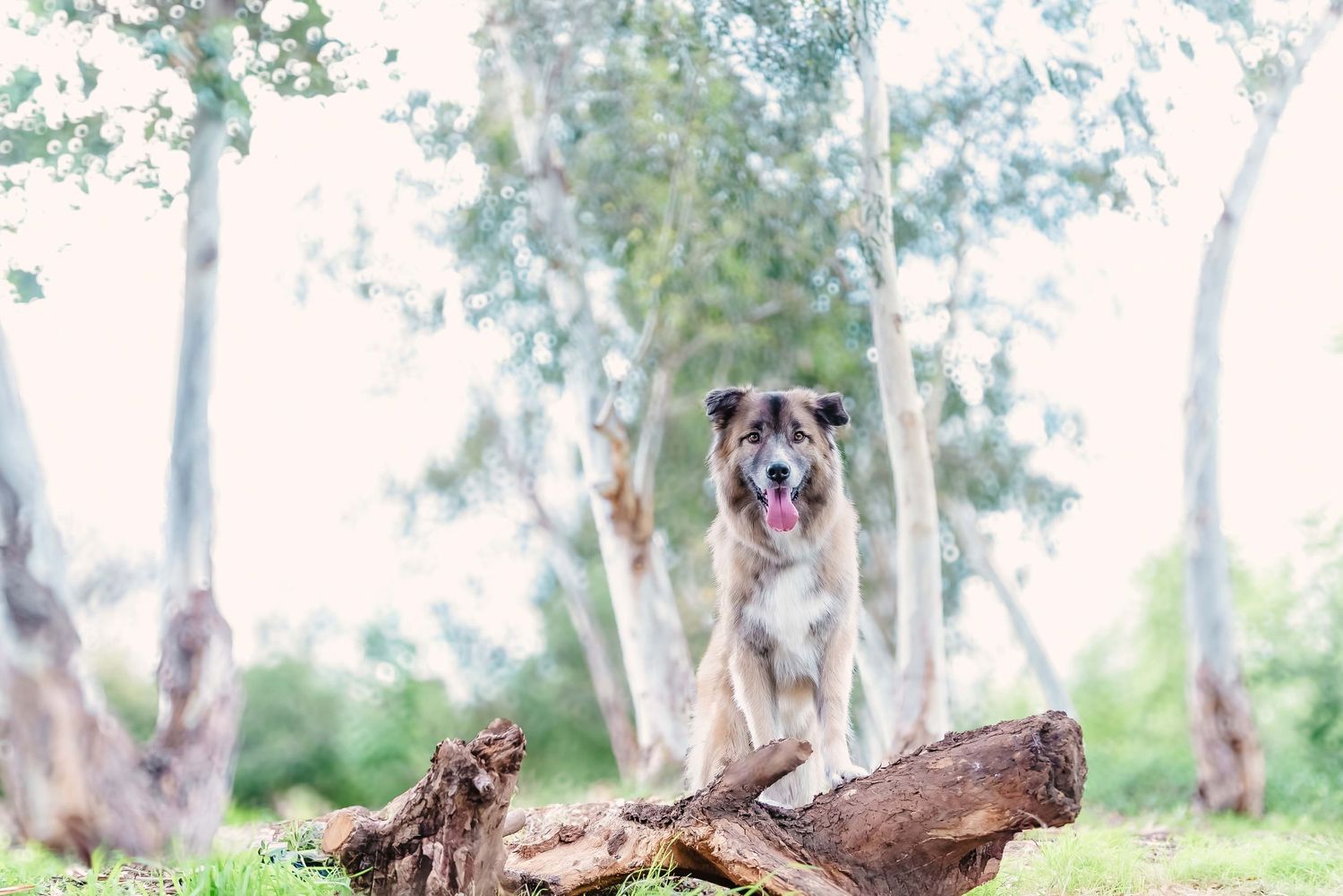 Outdoor lifestyle photography of a mix breed German Sheppard dog posing on a tree log in a sunlit forest.