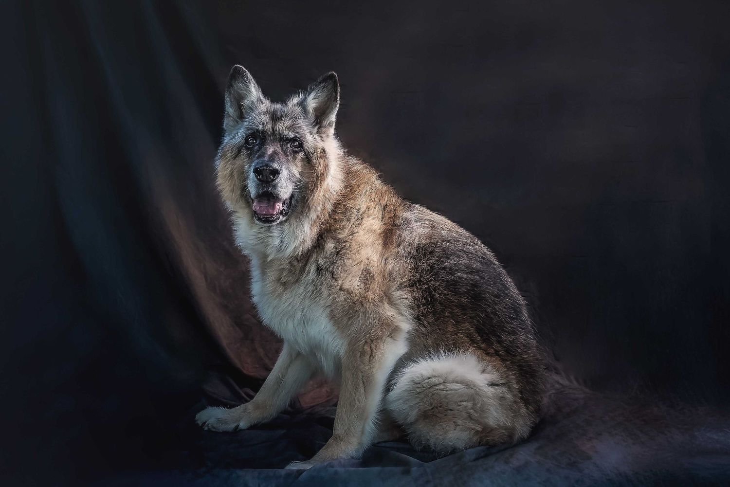 Senior German Shepherd sitting in profile, salt and pepper muzzle, professional dog portrait with dark moody studio lighting.