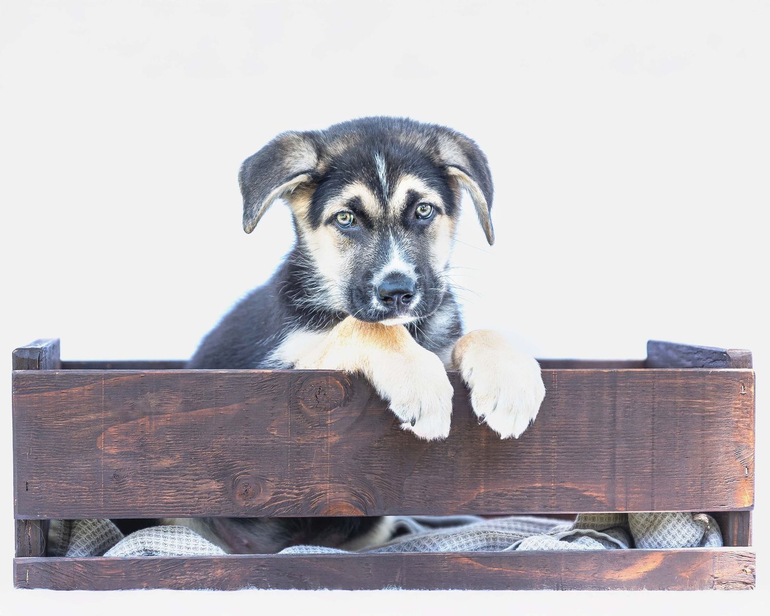 A German Shepherd mix puppy peering over the edge of a rustic dark wood crate against a bright white background looking curiously at camera.