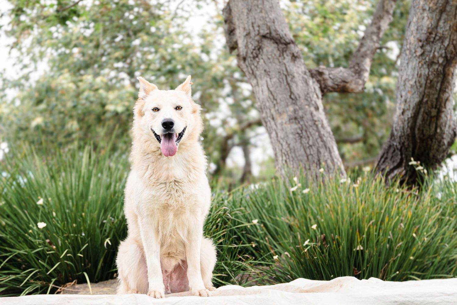 Candid outdoor portrait of a fluffy white Shepherd dog sitting and smiling with tongue out in a sunlit garden setting.