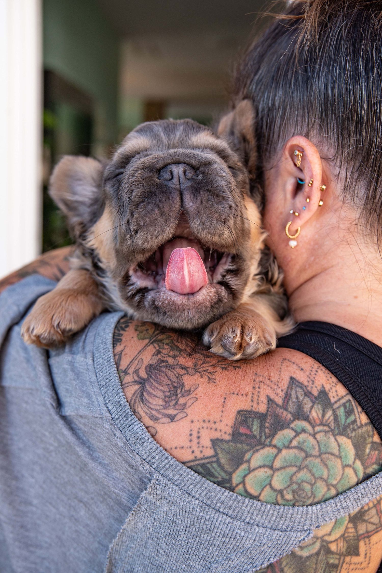 Close-up of a French bull dog puppy with a cute yawn, cuddling with a woman featuring floral shoulder tattoos and gold ear piercings.