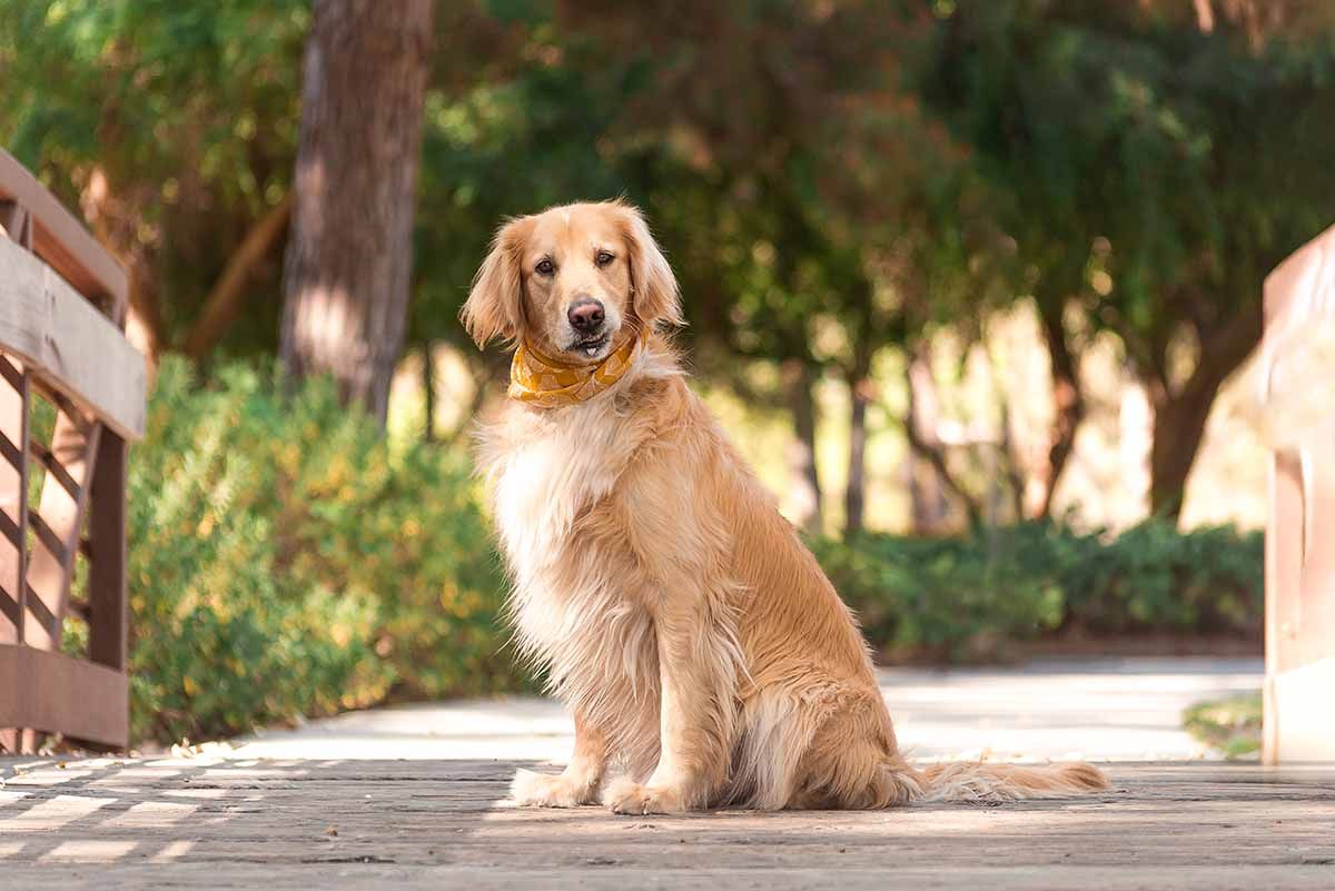 Natural light pet photography session featuring a Golden Retriever, wearing a bright yellow bandana and having a cute quirky expression.