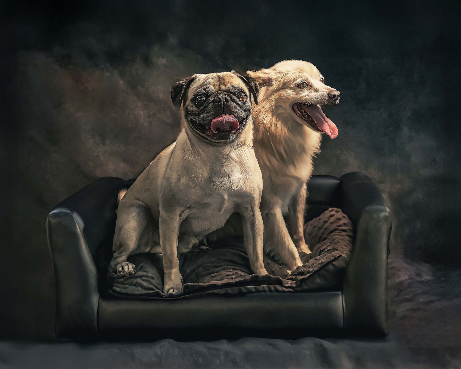 Artistic digital portrait of a Pug and a white mix breed dog sitting together in a black leather sofa, with hand painted fine art backdrop.