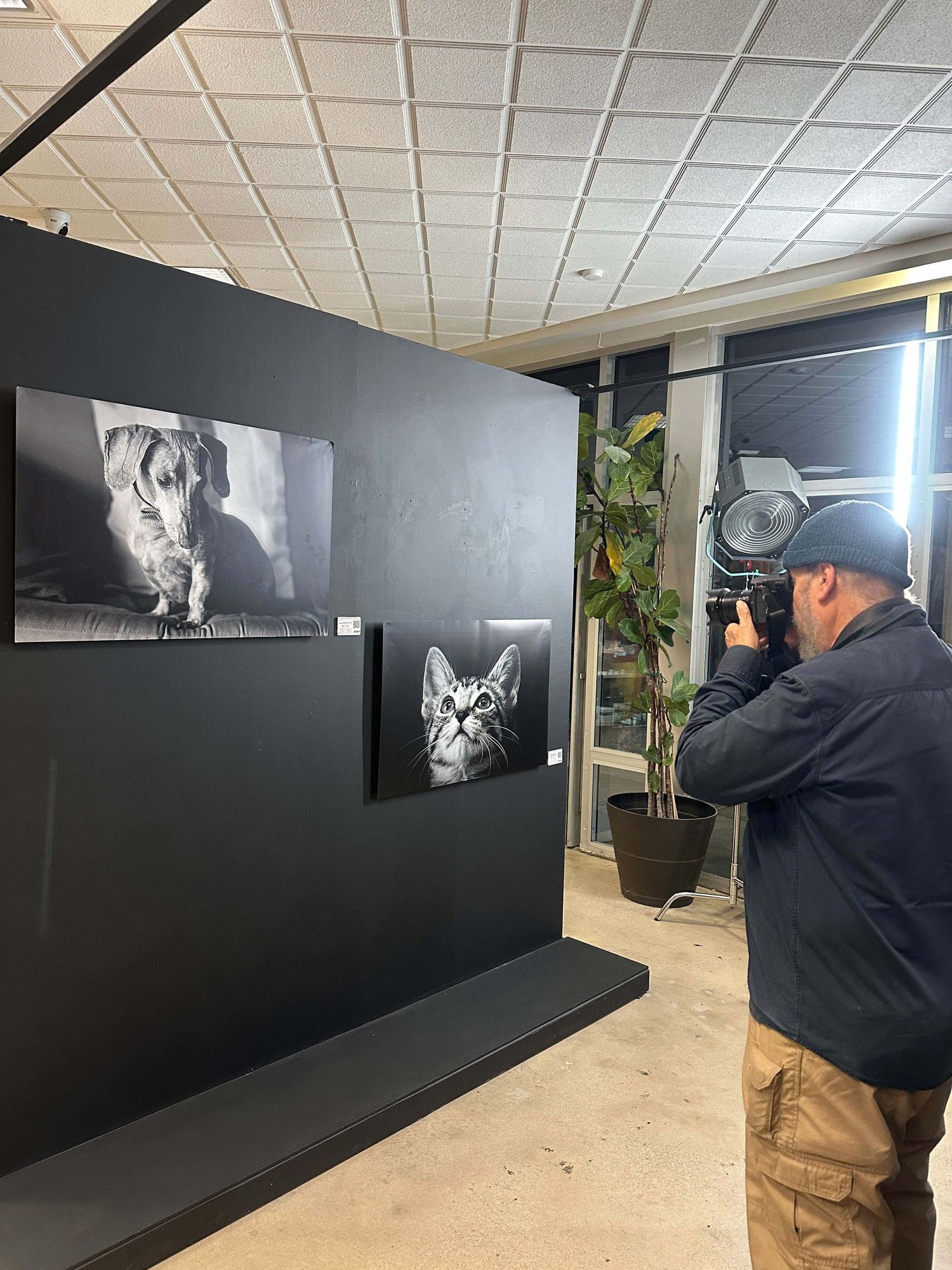 A photographer taking a picture of professional black and white pet photography prints, featuring a Dachshund and a kitten, displayed on a b