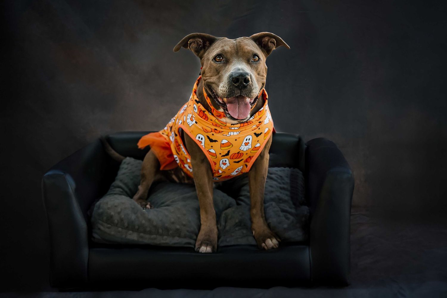 Brown Pit Bull mix wearing a Halloween ghost and pumpkin print shirt sitting in a leather dog bed, festive pet portrait.