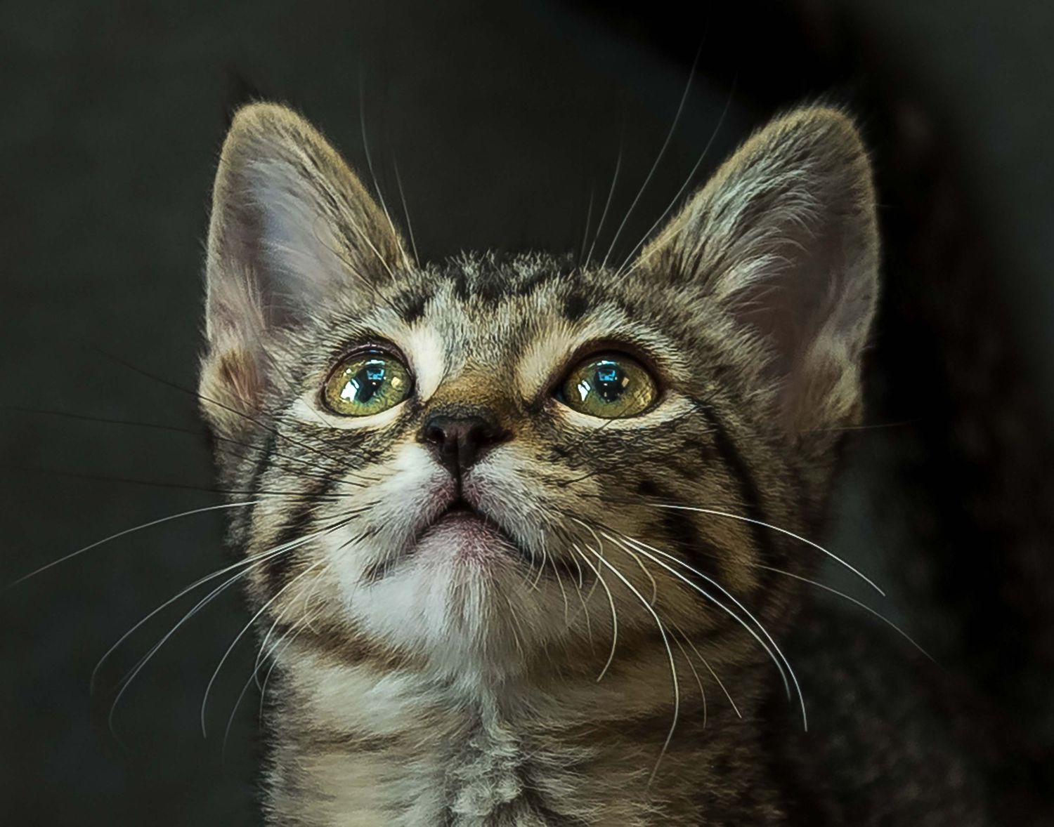 Professional pet photography of a brown tabby kitten looking upward with bright green eyes and detailed whiskers.