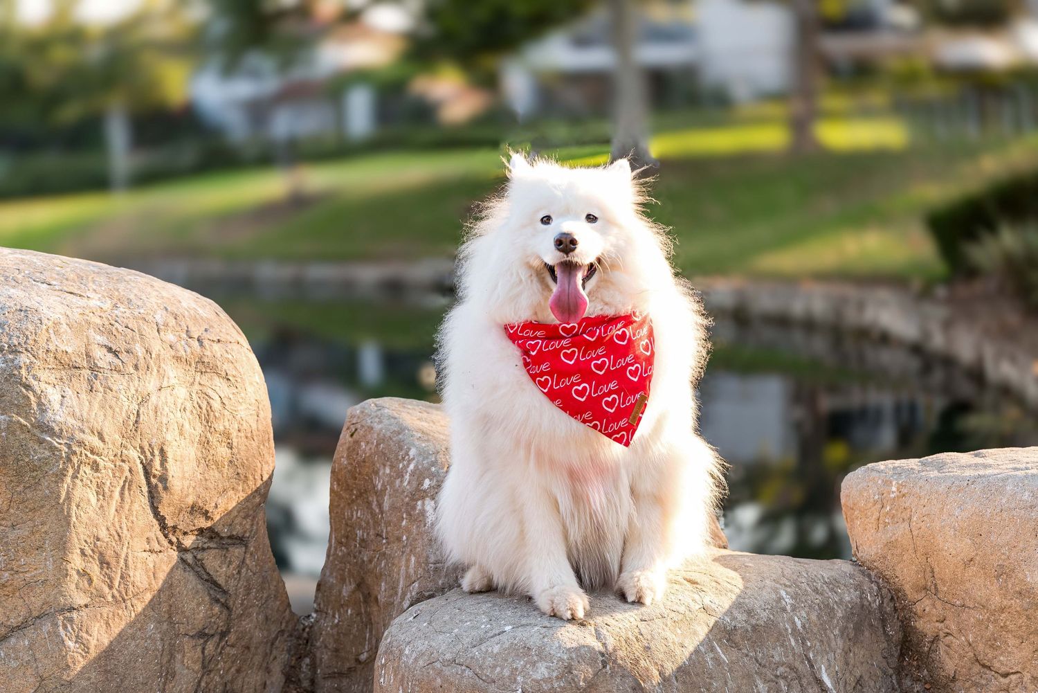 A white Samoyed dog wearing a red heart-print bandana sitting on a rock by a pond with its tongue out.