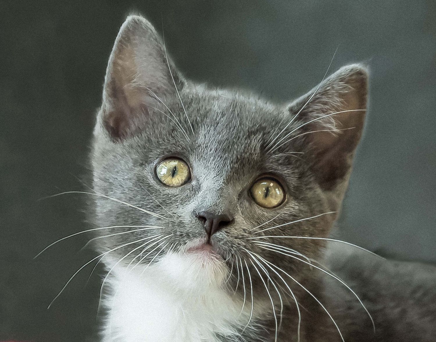 High-quality portrait of a grey and white bicolor kitten with yellow eyes, soft lighting, and a blurred grey background.