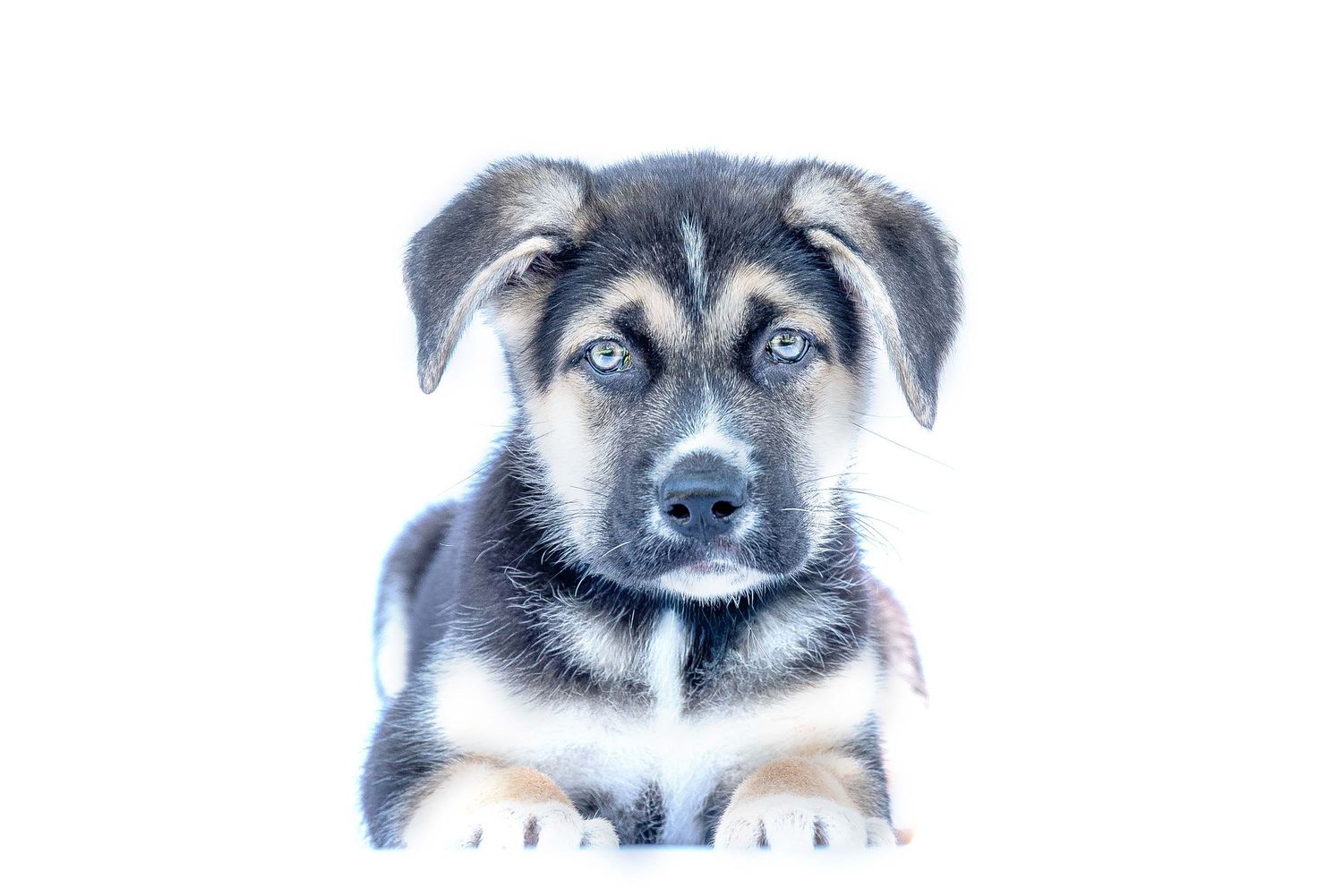 A German Shepherd mix puppy sitting down with his paws out front with a bright white background looking straight at the camera.