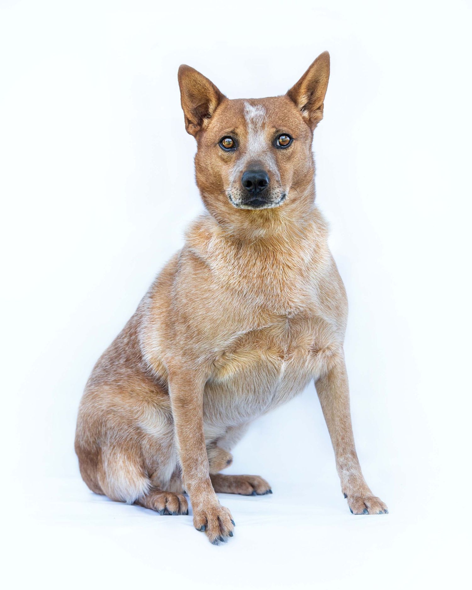 Professional studio portrait of a Red Heeler Australian Cattle Dog sitting against a white background.