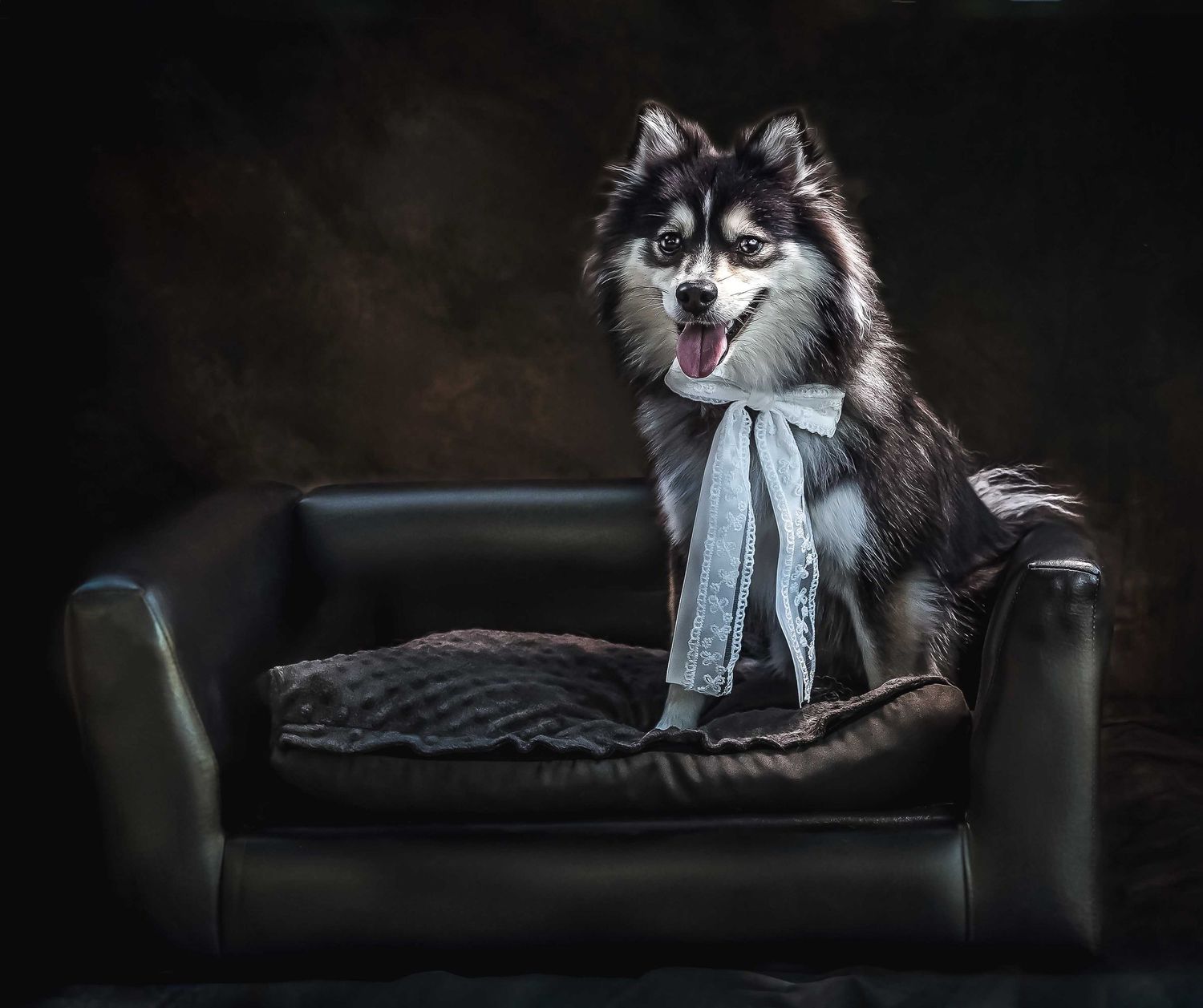 Pomsky dog wearing a white lace bow sitting in a leather dog sofa, professional pet portrait with dark moody studio lighting pet photography