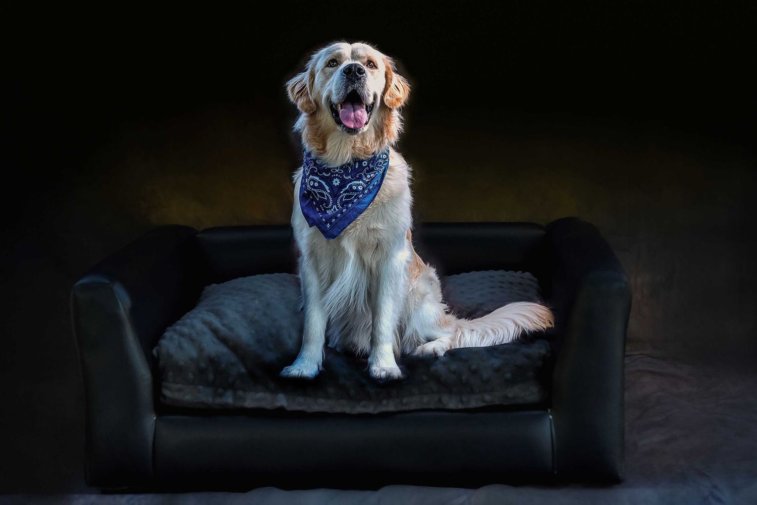 Golden Retriever wearing a blue paisley bandana sitting alertly on a black leather dog bed against a dark, moody studio backdrop.
