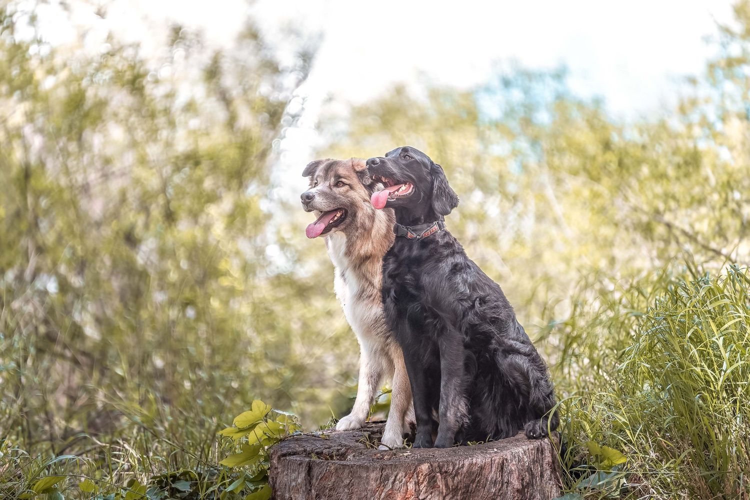 Outdoor lifestyle photography of two dogs, one black and one brown, sitting together on a tree stump in a sunlit forest.