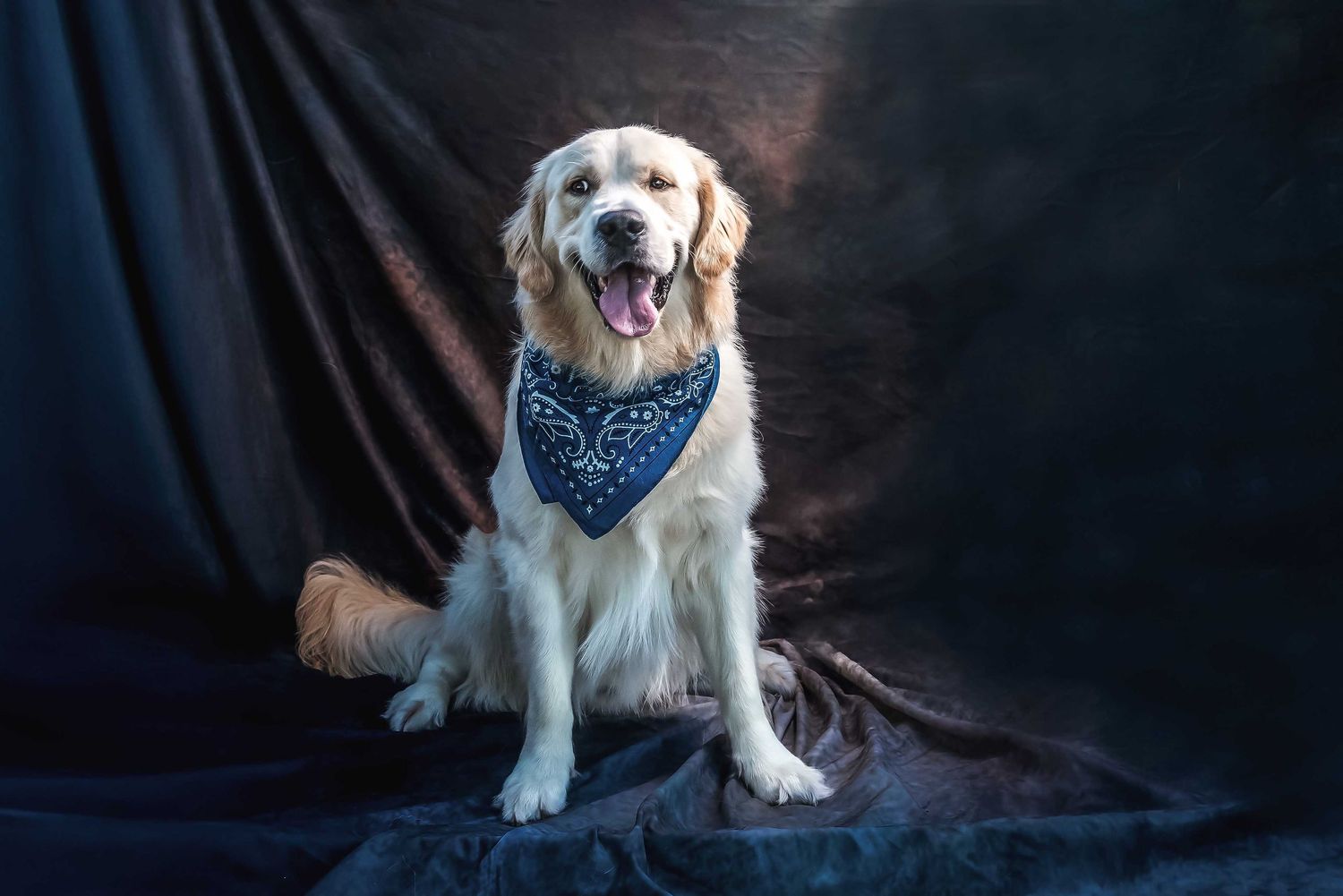 Golden Retriever wearing a blue paisley bandana sitting in a leather pet sofa, happy dog portrait with soft golden backlighting.