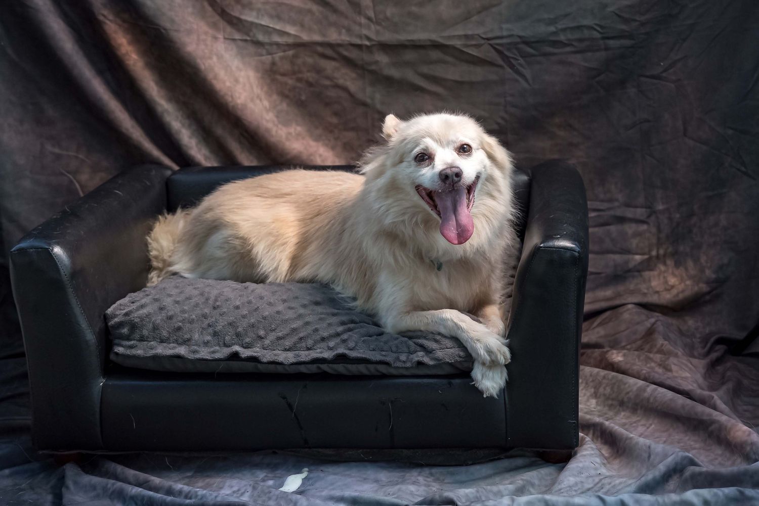 Happy long-haired blonde dog sitting comfortably on black leather pet sofa, panting with tongue out in a studio setting with moody lighting.