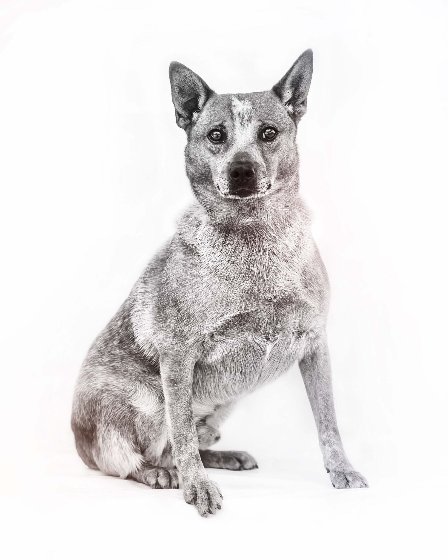 High-key black and white studio Hi key  portrait of an Australian Cattle Dog (Blue Heeler) sitting alert , by OC based fine art photographer