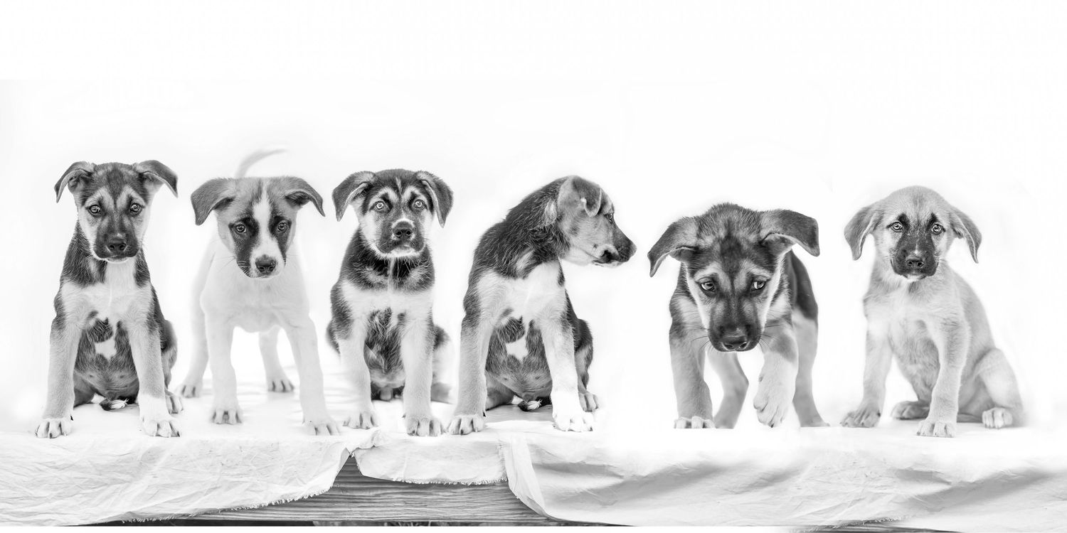High-contrast black and white panoramic photo of six mixed-breed puppies on a white background, by OC based Anu Kalle photography studio