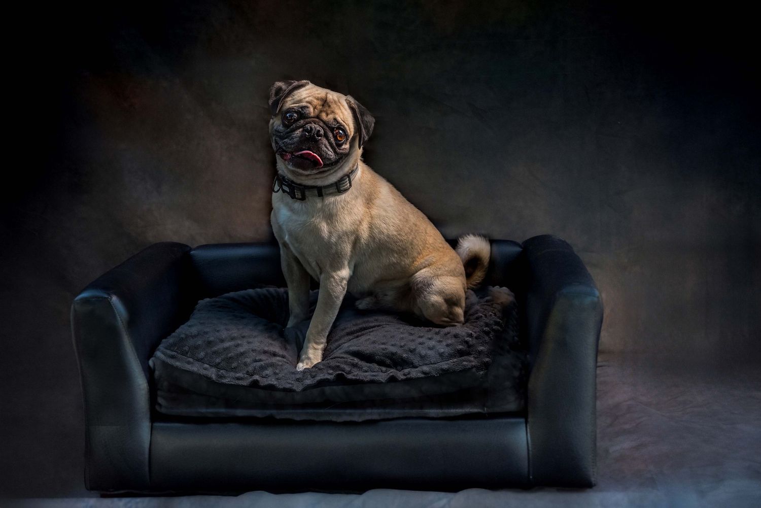 A tan pug sitting alertly on a black leather dog bed against a dark, moody studio backdrop.