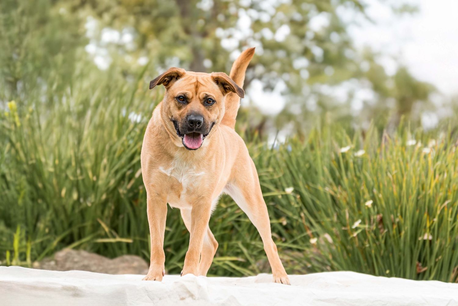 Full-body photograph of a tan German Shepherd mix dog posing against a vibrant green forest outdoor location.