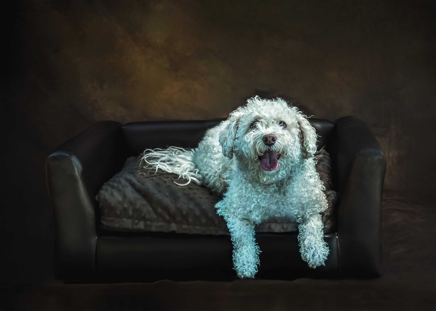 White curly-haired Cockapoo or mini Golden doodle lying in a leather dog bed with tongue out, moody studio lighting, pet photography.