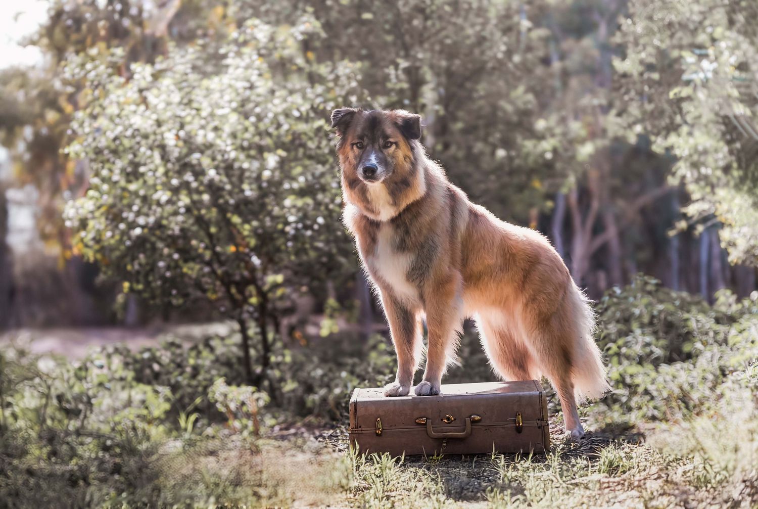 Outdoor lifestyle photography of a mix breed German Sheppard dog posing on a tree stump in a sunlit forest.