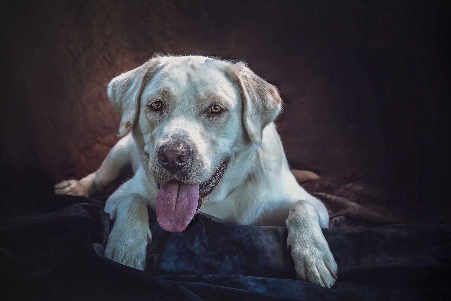 Yellow Labrador Retriever close-up portrait with tongue out, textured dark background, professional canine studio photography.
