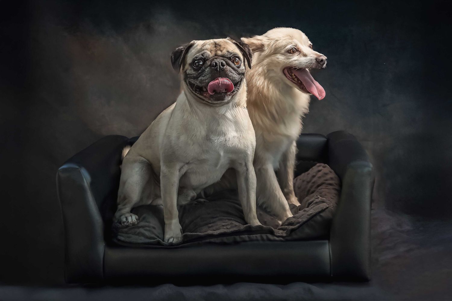 Pug and white Pomeranian mix sitting together in a leather dog bed, expressive dog duo portrait with dramatic studio lighting.